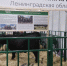 На «Золотой осени» - Газета Лужская правда